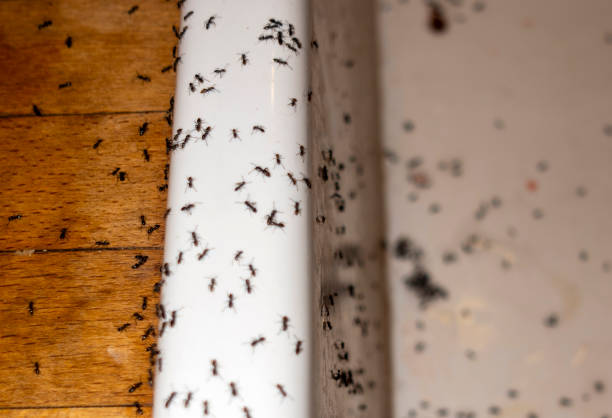 Best Termite Control Services  in Palm Beach Shores, FL